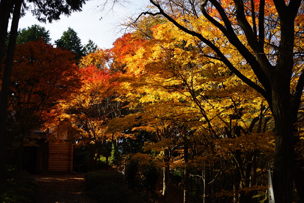 日の出山の紅葉