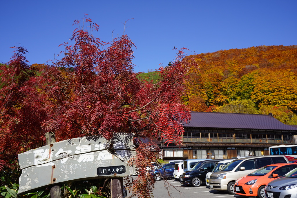 紅葉の酸ヶ湯温泉