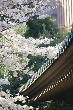 湯島聖堂の桜
