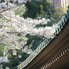 湯島聖堂の桜