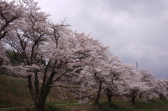 桜♪