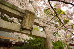 中島神社の春