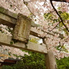 中島神社の春