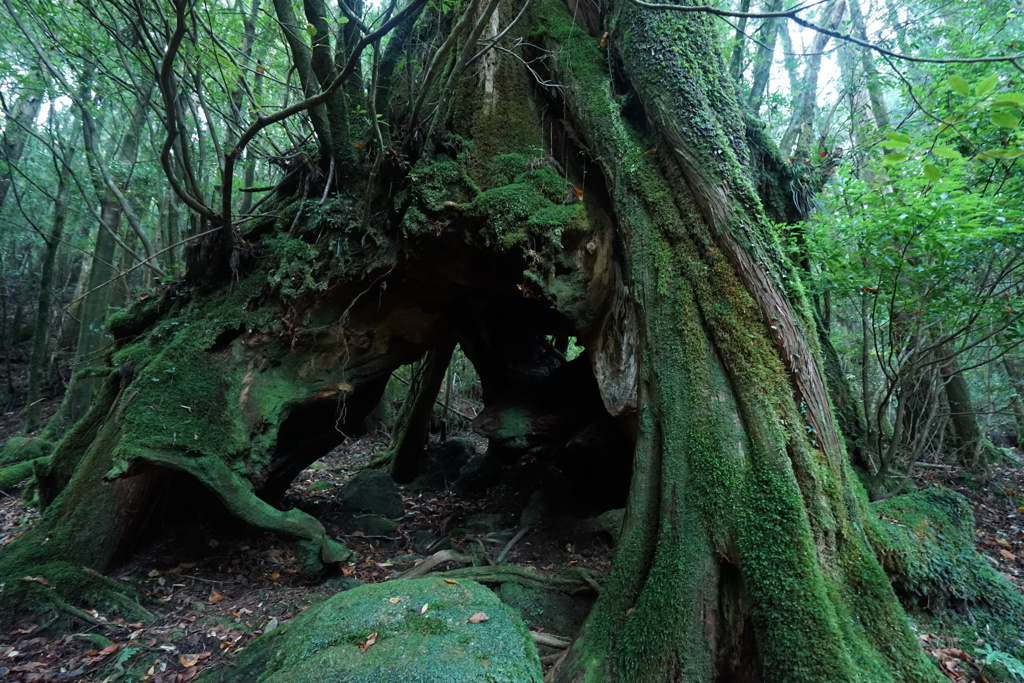 屋久島における杉の根