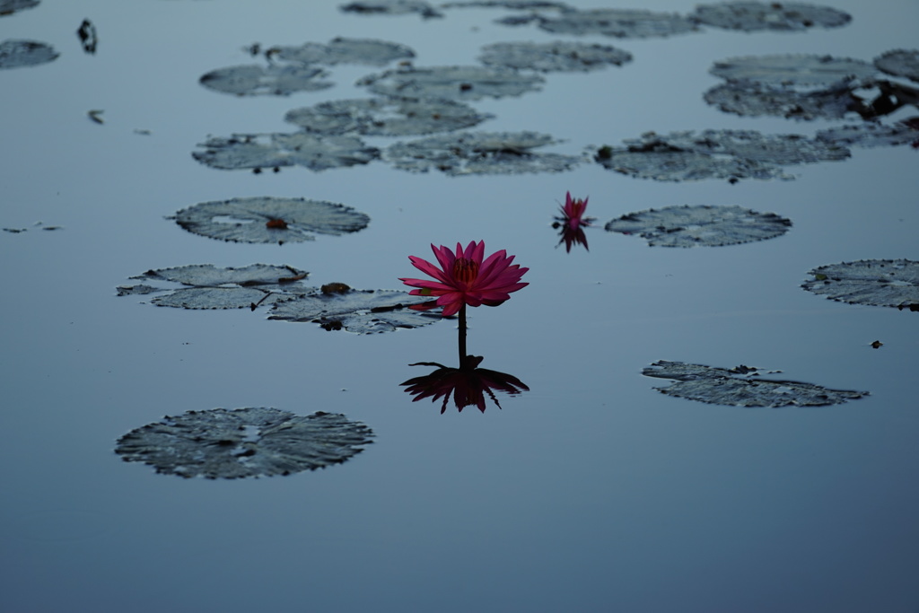 水面の花