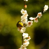 春うらら。白