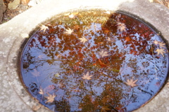 紅葉と散りモミジ
