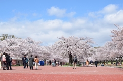 桜