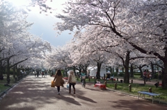 桜並木