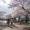 桜並木