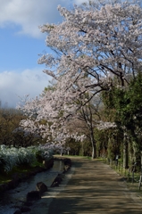 一本道