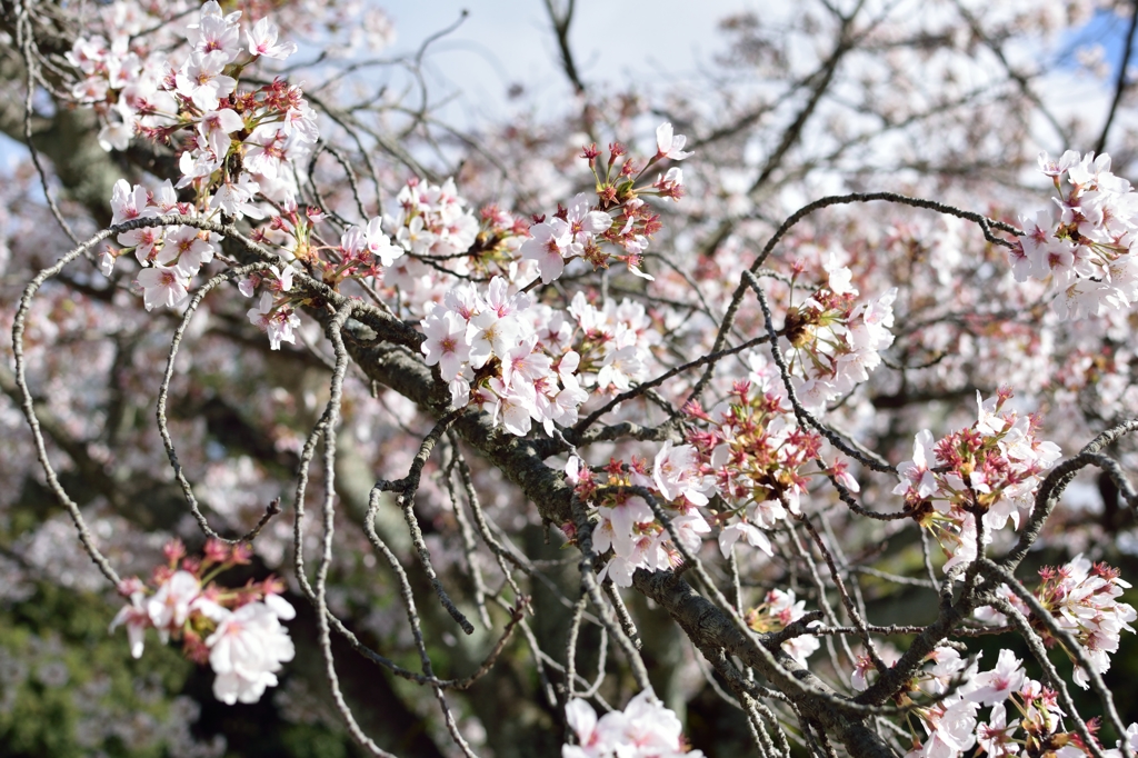 桜