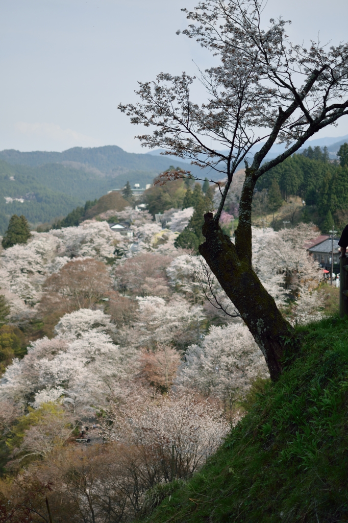 一本の桜