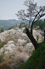 一本の桜
