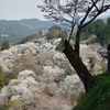 一本の桜