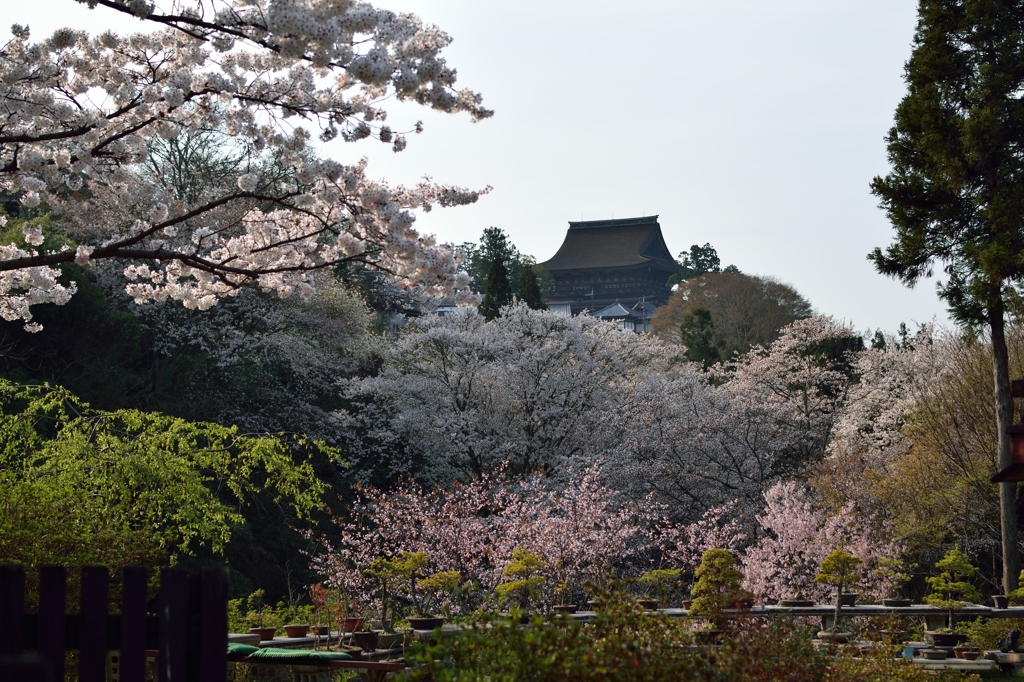 吉野