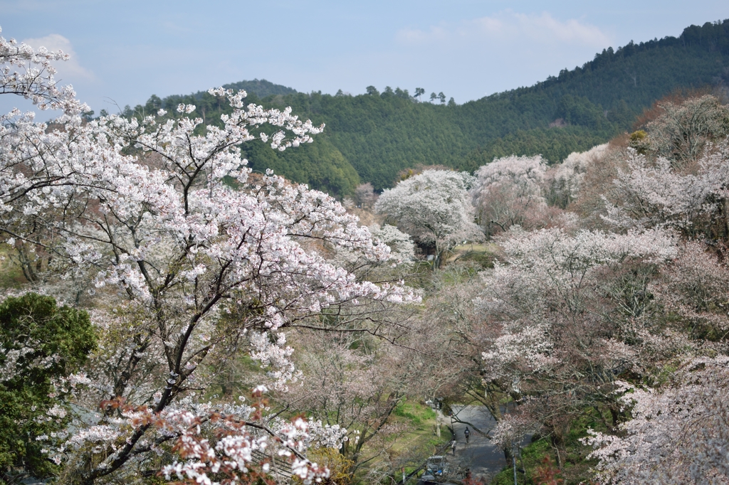 吉野