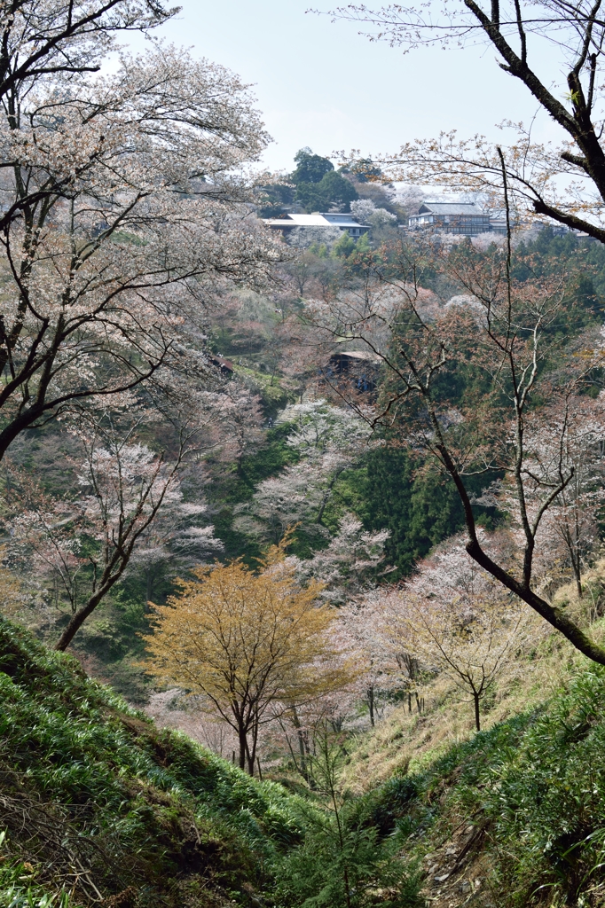 吉野の桜