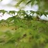 春もみじ。