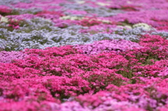 お花のじゅうたん。