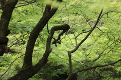吸い込まれる。