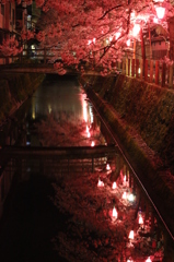 水辺に映る夜桜。