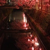 水辺に映る夜桜。