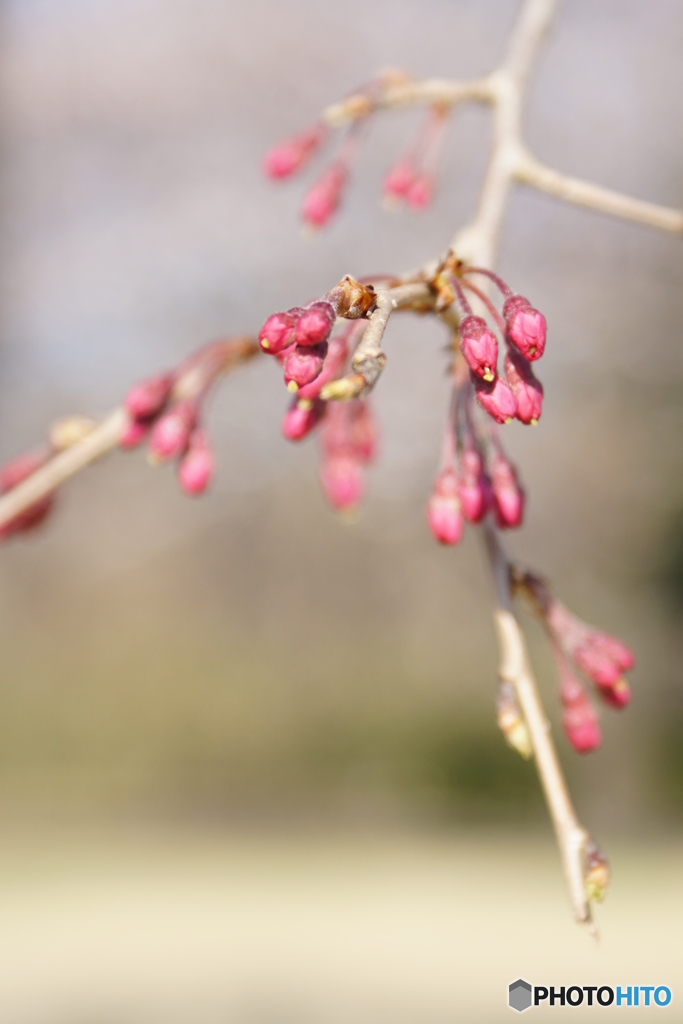 開花前
