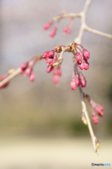 開花前