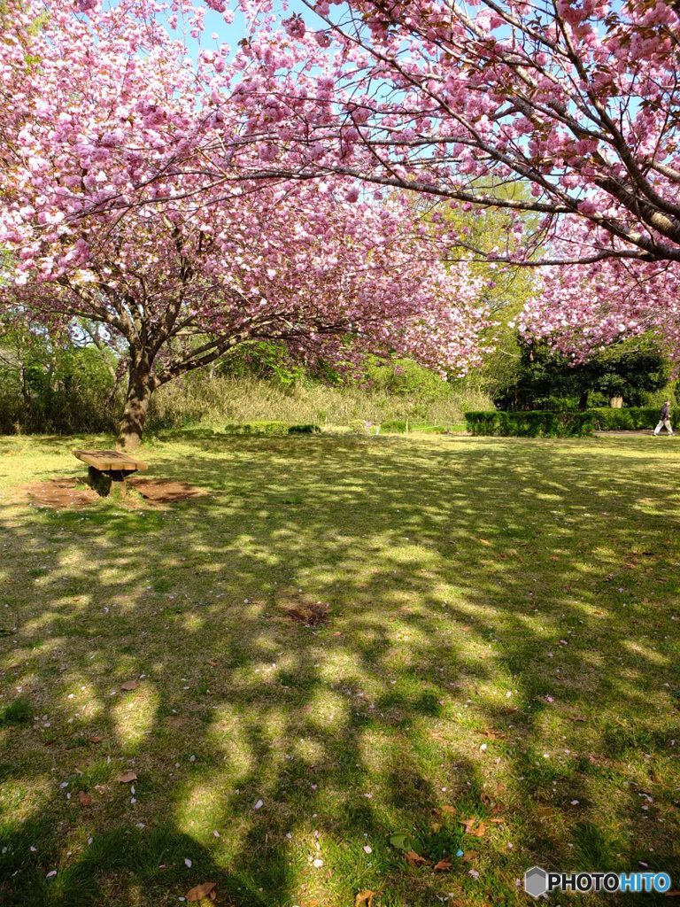 光と影と桜の樹