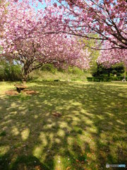 光と影と桜の樹