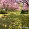 光と影と桜の樹