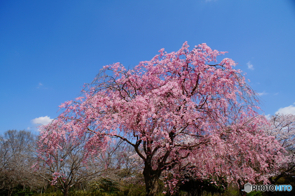 さくら日和