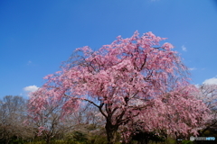 さくら日和