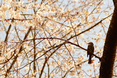 春を愛でる