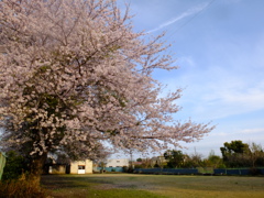 桜と青空