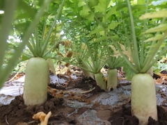 ＤＡＩＫＯＮの森