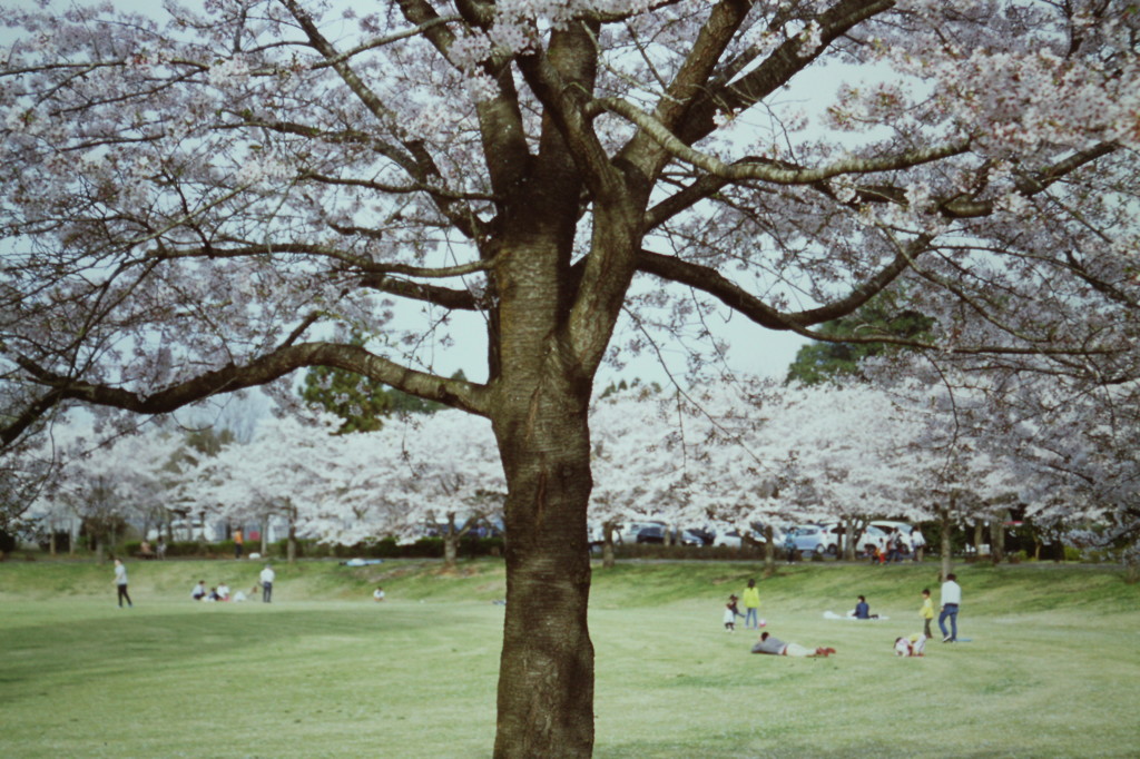 春の公園