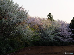 散歩道の風景