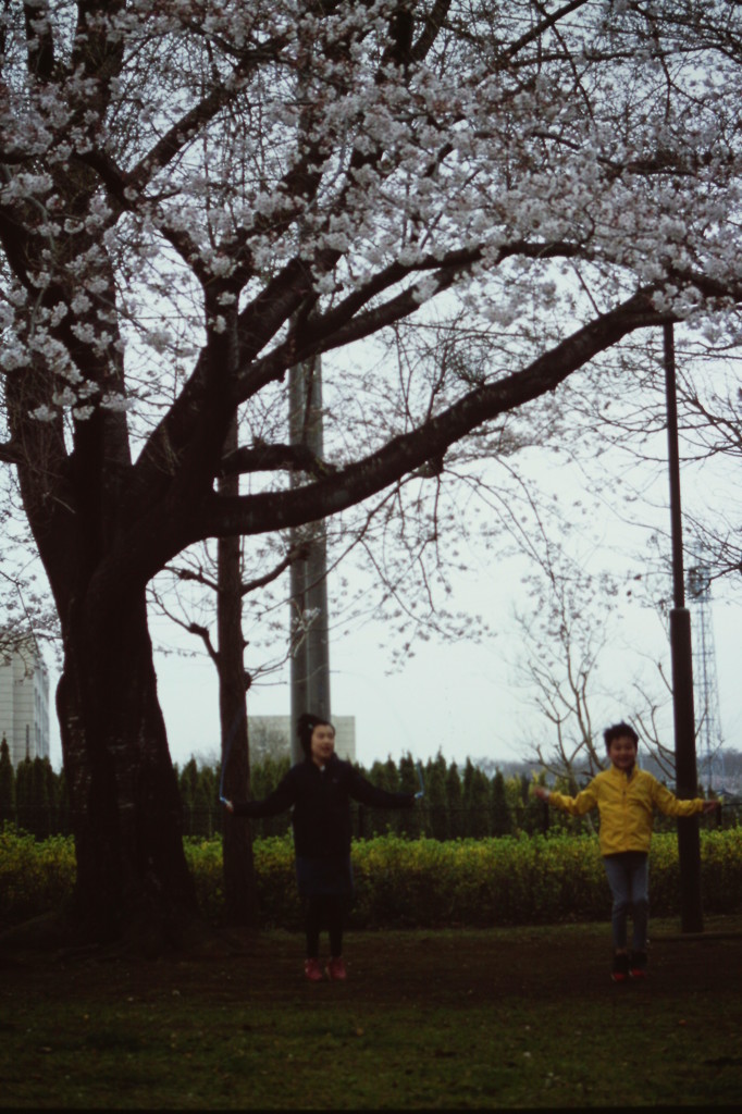 桜の樹の下で