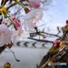 手賀沼の春