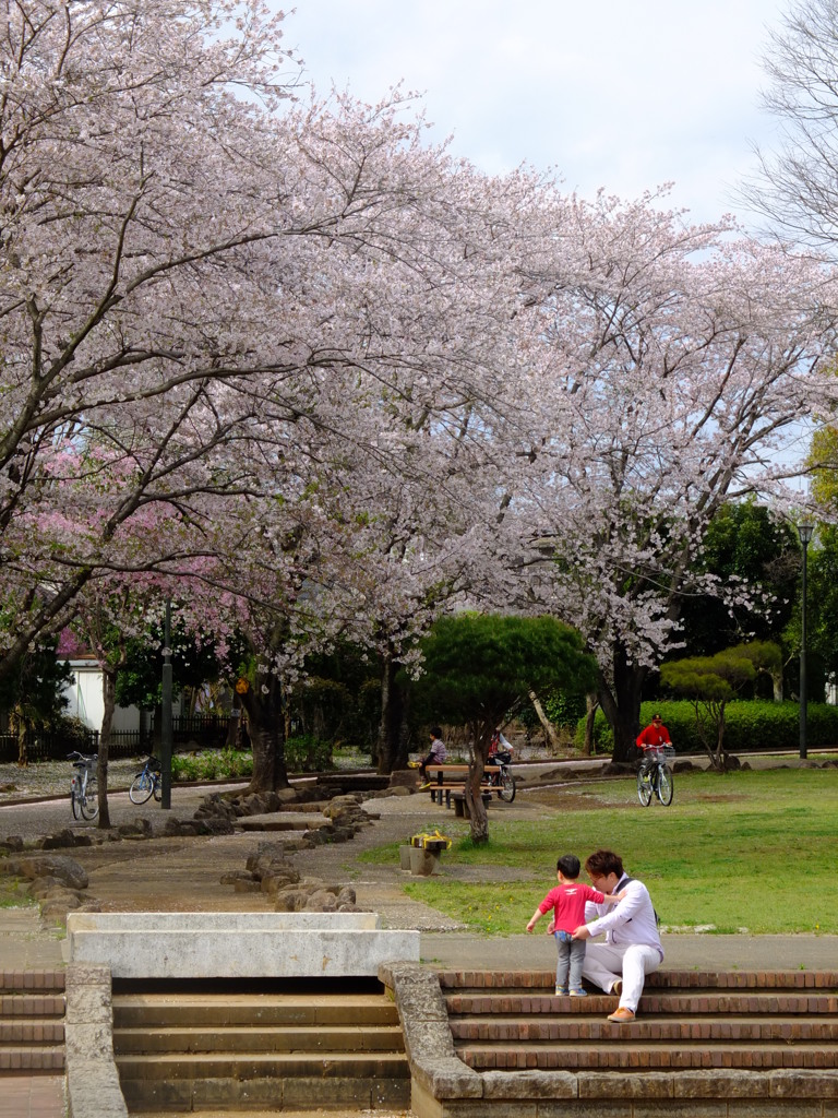 花見日和