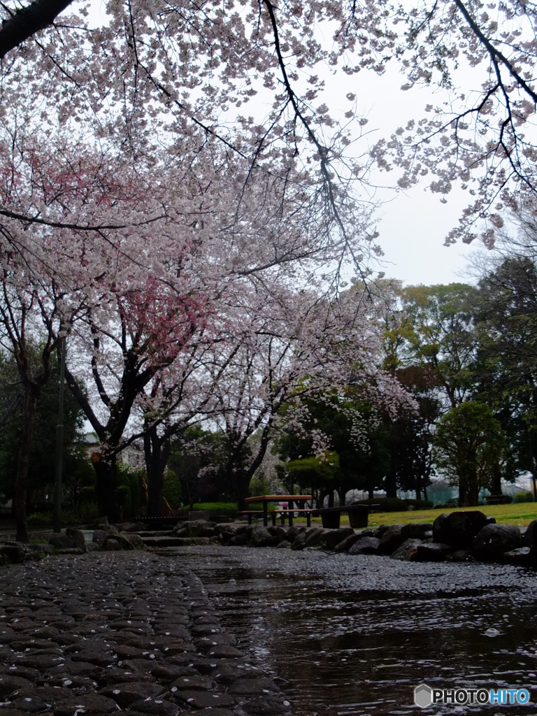 桜の小経
