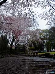 桜の小経