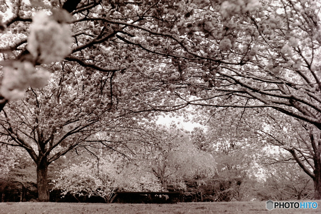 桜満開