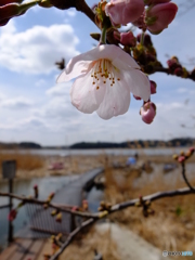 手賀沼の春