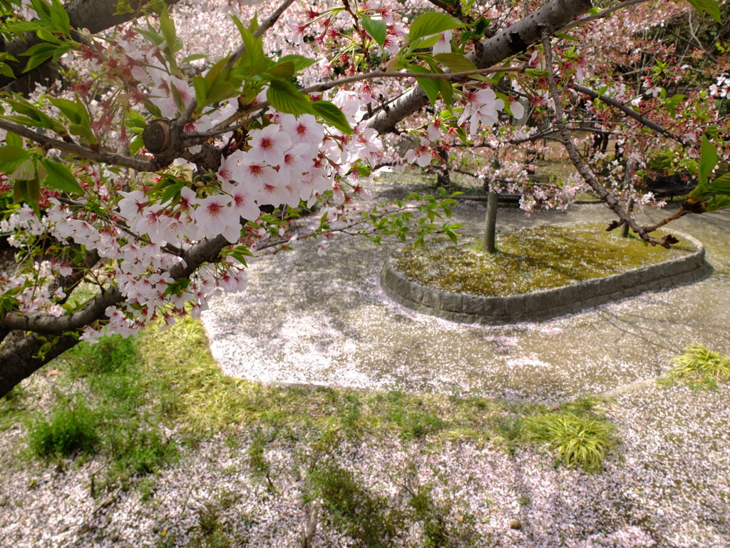 桜が散る季節