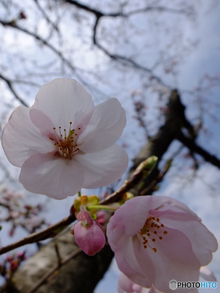 桜咲く