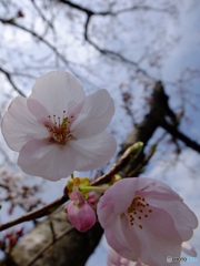 桜咲く