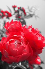 薔薇